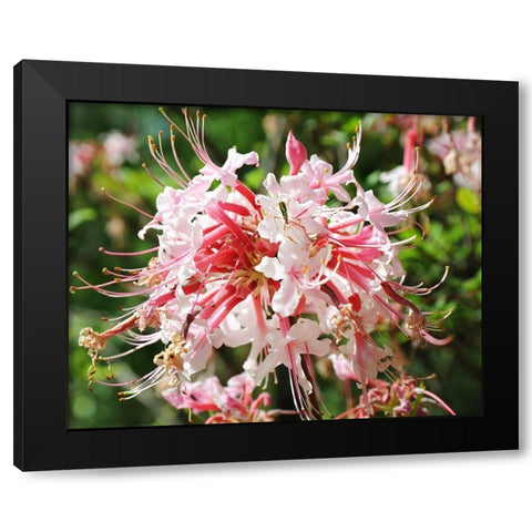 Native Pink Azalea Alabama Black Modern Wood Framed Art Print with Double Matting by Alabama Picture Archive