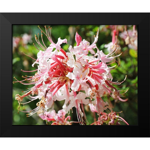Native Pink Azalea Alabama Black Modern Wood Framed Art Print by Alabama Picture Archive