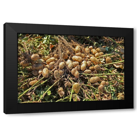 Peanut Plant Harvest Alabama Black Modern Wood Framed Art Print with Double Matting by Alabama Picture Archive
