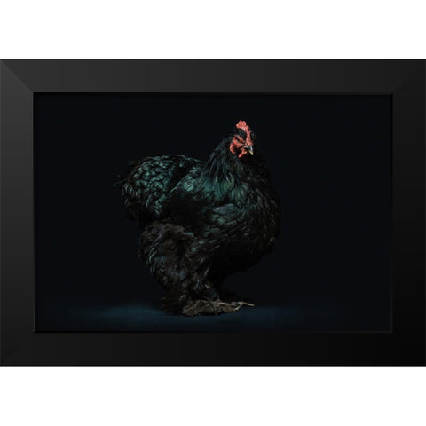 Black Beauty Black Modern Wood Framed Art Print by Chickens