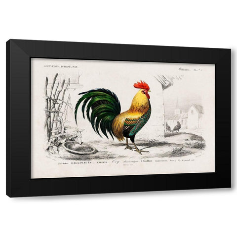 Cock Illustration Black Modern Wood Framed Art Print with Double Matting by Orbigny, Dessalines D.