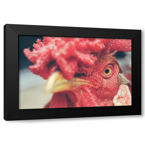 Mad Red Rooster Black Modern Wood Framed Art Print with Double Matting by Chickens
