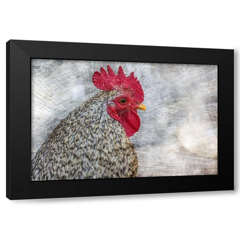Posing Rooster Black Modern Wood Framed Art Print by Chickens