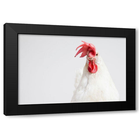 White Chicken Black Modern Wood Framed Art Print by Chickens