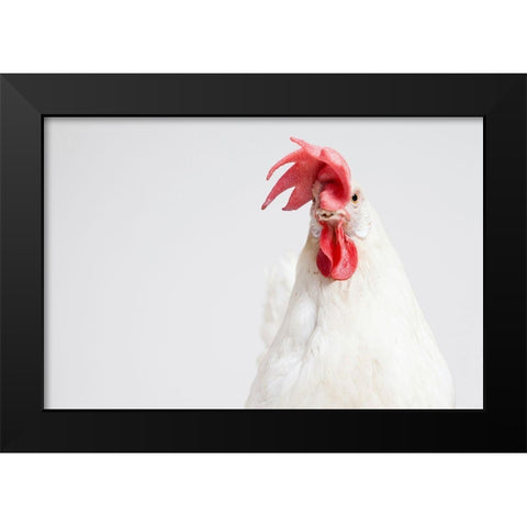 White Chicken Black Modern Wood Framed Art Print by Chickens