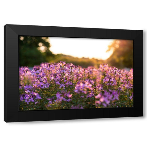 Purple Flower Field Kentucky Black Modern Wood Framed Art Print with Double Matting by Kentucky Picture Archive