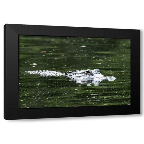 Alligator in a pond at Magnolia House and Gardens in South Carolina Black Modern Wood Framed Art Print by South Carolina Picture Archive