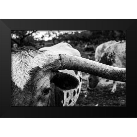 Longhorn Cows-Texas Black Modern Wood Framed Art Print by Texas Picture Archive