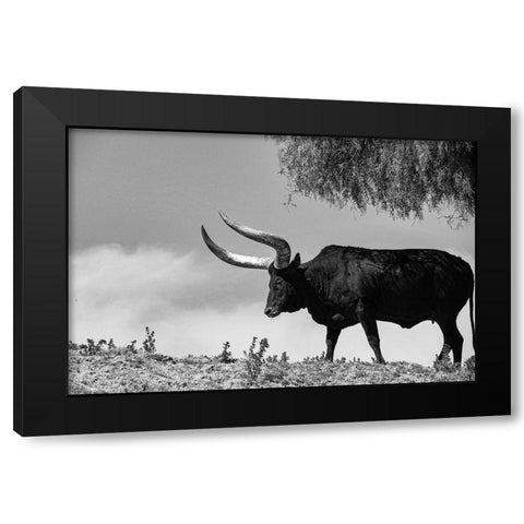 Longhorn Steer-Texas Black Modern Wood Framed Art Print with Double Matting by Texas Picture Archive