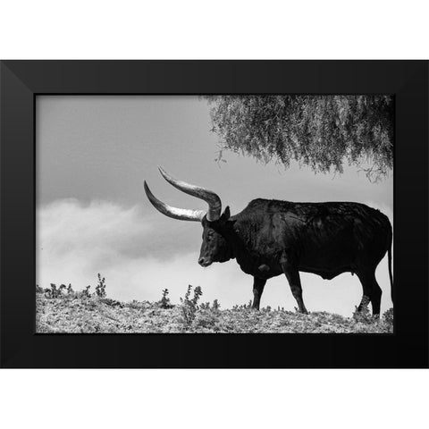 Longhorn Steer-Texas Black Modern Wood Framed Art Print by Texas Picture Archive
