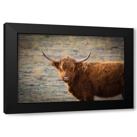 Texas Brown Steer Black Modern Wood Framed Art Print with Double Matting by Texas Picture Archive