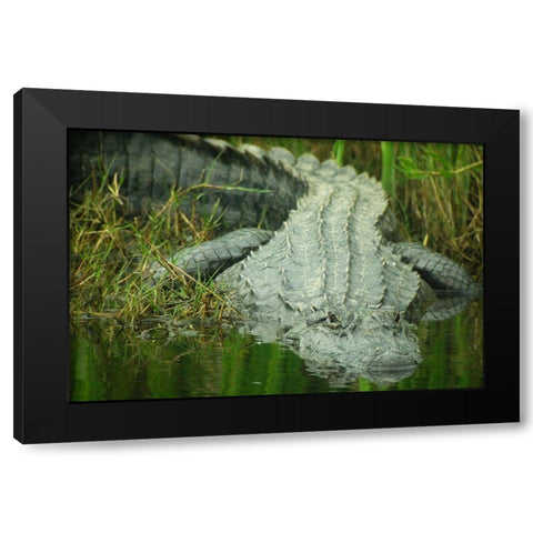 Texas Gator Black Modern Wood Framed Art Print by Demcheck, Dennis