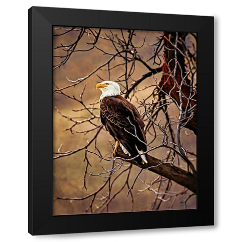 Bald Eagle Black Modern Wood Framed Art Print by Alpenglow Workshop