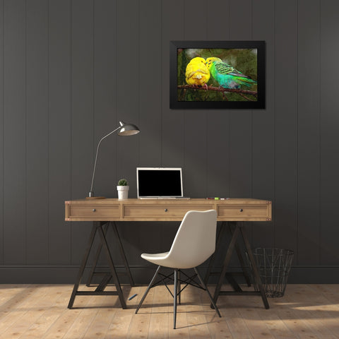 Budgie Snuggles Black Modern Wood Framed Art Print by Alpenglow Workshop
