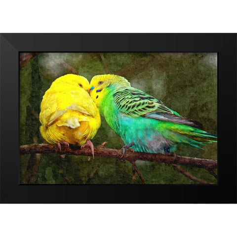 Budgie Snuggles Black Modern Wood Framed Art Print by Alpenglow Workshop