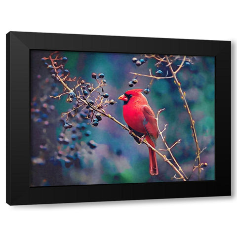 Cardinal and Berries Black Modern Wood Framed Art Print by Alpenglow Workshop