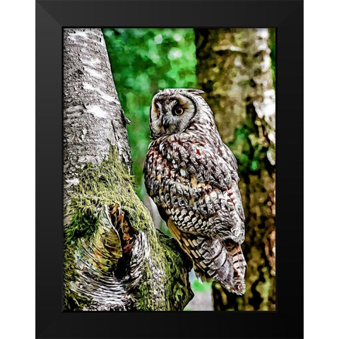 Long Eared Owl Black Modern Wood Framed Art Print by Alpenglow Workshop