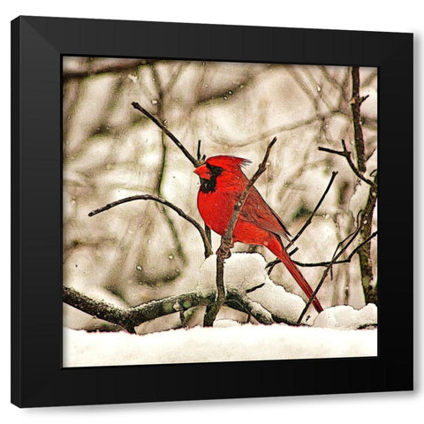 Winters Perch Black Modern Wood Framed Art Print by Alpenglow Workshop
