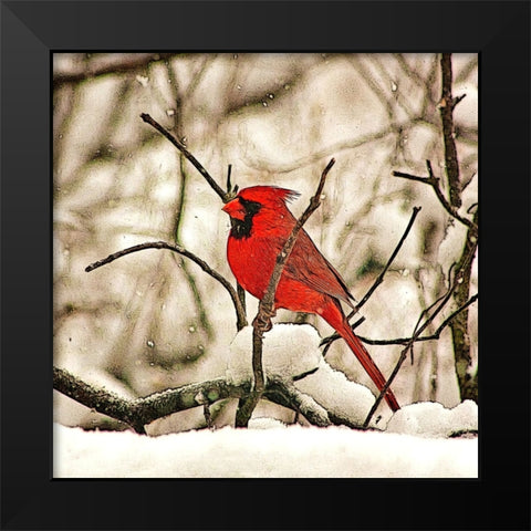 Winters Perch Black Modern Wood Framed Art Print by Alpenglow Workshop