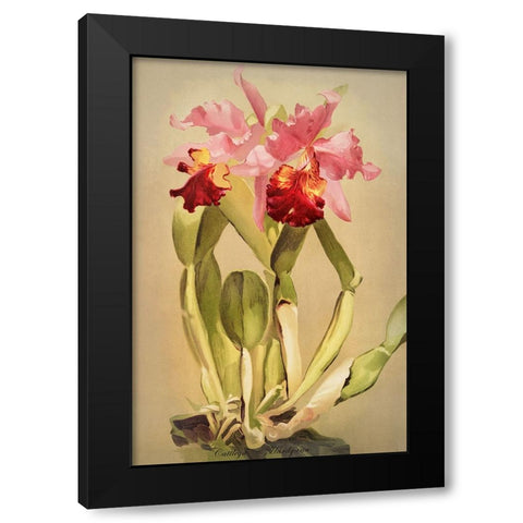Cattleya Hardyana Orchid Black Modern Wood Framed Art Print by Alpenglow Workshop