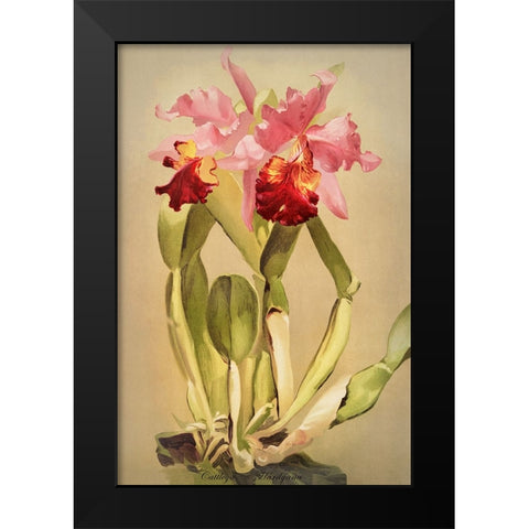 Cattleya Hardyana Orchid Black Modern Wood Framed Art Print by Alpenglow Workshop