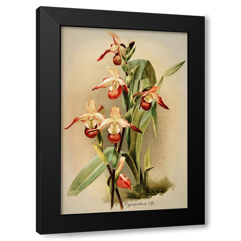 Cypridedium Orchid Black Modern Wood Framed Art Print with Double Matting by Alpenglow Workshop