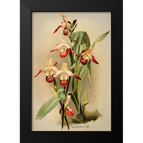 Cypridedium Orchid Black Modern Wood Framed Art Print by Alpenglow Workshop