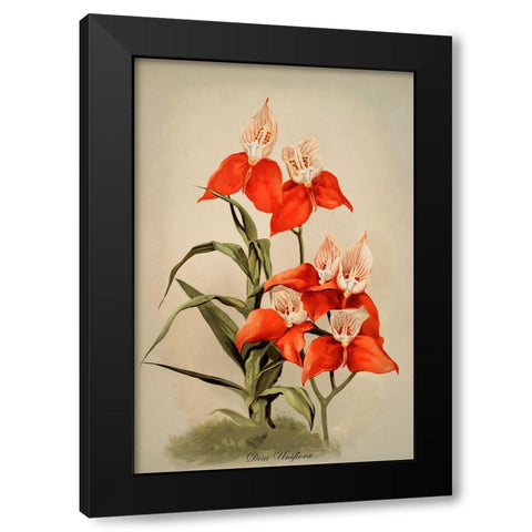 Disa Uniflora Orchid Black Modern Wood Framed Art Print by Alpenglow Workshop