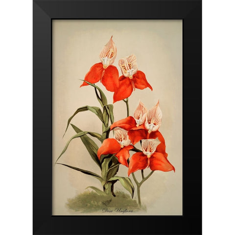 Disa Uniflora Orchid Black Modern Wood Framed Art Print by Alpenglow Workshop