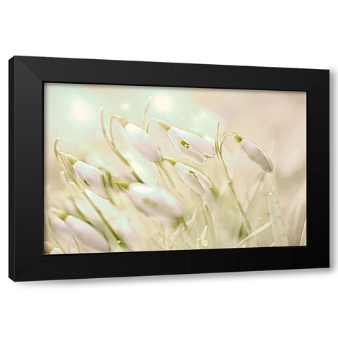 Enchanting Snowdrops Black Modern Wood Framed Art Print by Alpenglow Workshop