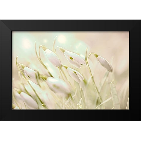 Enchanting Snowdrops Black Modern Wood Framed Art Print by Alpenglow Workshop