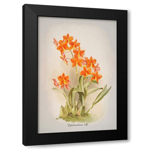 Epidendrum Orchid Black Modern Wood Framed Art Print by Alpenglow Workshop
