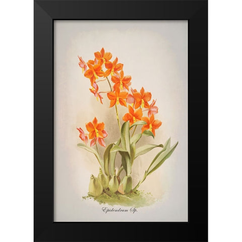 Epidendrum Orchid Black Modern Wood Framed Art Print by Alpenglow Workshop