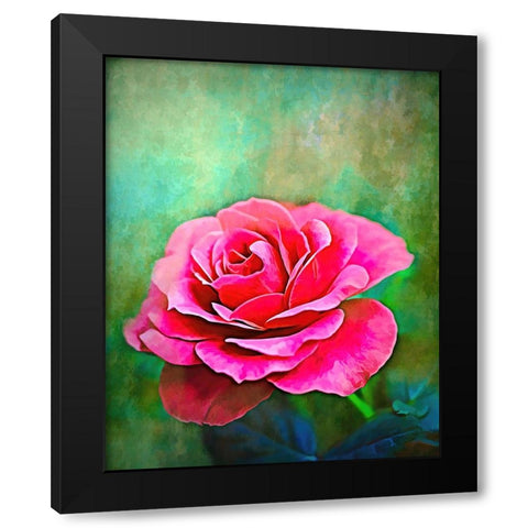 Exquisite Pink Rose Black Modern Wood Framed Art Print by Alpenglow Workshop