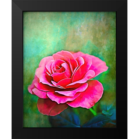 Exquisite Pink Rose Black Modern Wood Framed Art Print by Alpenglow Workshop