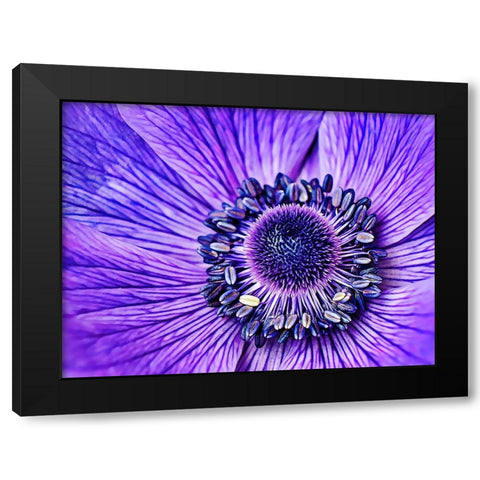 Heart of the Anemone Black Modern Wood Framed Art Print with Double Matting by Alpenglow Workshop