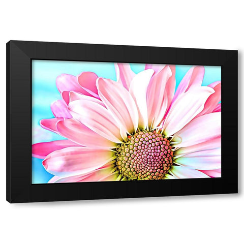 Pink Dahlia Black Modern Wood Framed Art Print by Alpenglow Workshop