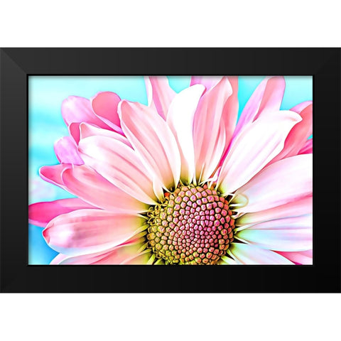 Pink Dahlia Black Modern Wood Framed Art Print by Alpenglow Workshop