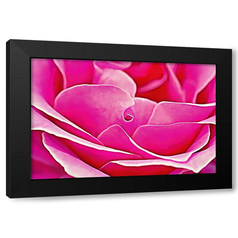 Pink Perfection Rose Black Modern Wood Framed Art Print with Double Matting by Alpenglow Workshop