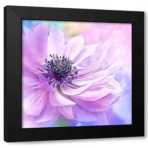 Wispy Purple Anemone Black Modern Wood Framed Art Print with Double Matting by Alpenglow Workshop