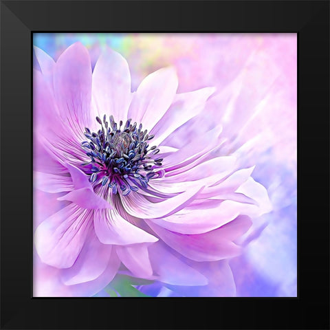 Wispy Purple Anemone Black Modern Wood Framed Art Print by Alpenglow Workshop