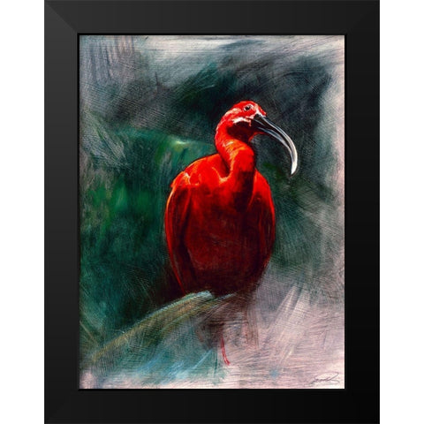 Scarlet Ibis Black Modern Wood Framed Art Print by Campbell, Robert