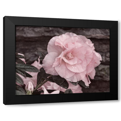 Painted Pink I Black Modern Wood Framed Art Print by Robertson, Leda