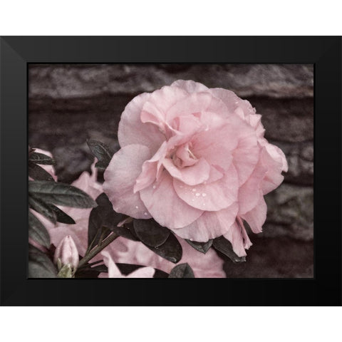 Painted Pink I Black Modern Wood Framed Art Print by Robertson, Leda