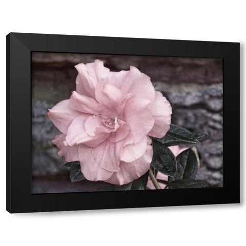 Painted Pink II Black Modern Wood Framed Art Print by Robertson, Leda