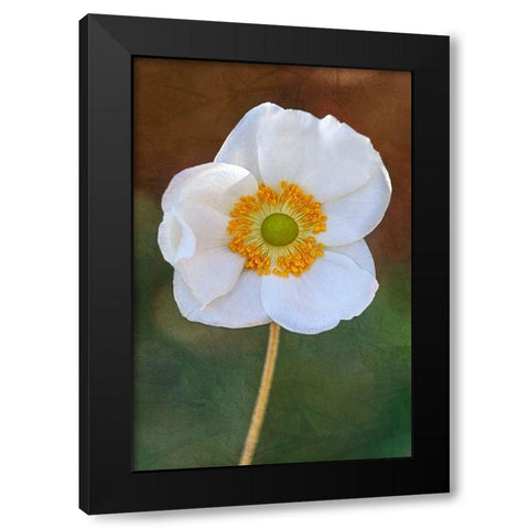 Playful Petals I Black Modern Wood Framed Art Print by Robertson, Leda