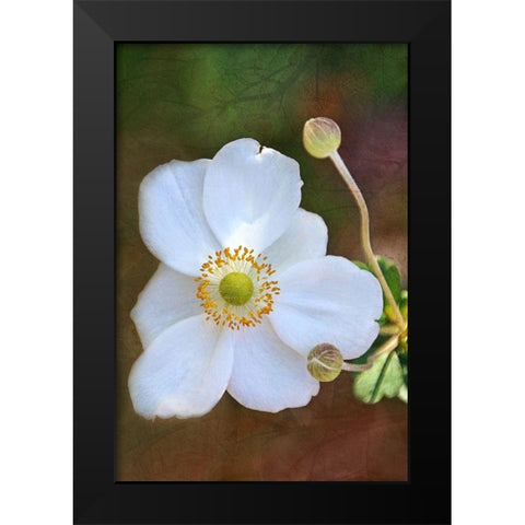 Playful Petals II Black Modern Wood Framed Art Print by Robertson, Leda