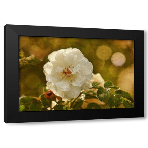 Adorned in Raindrops Black Modern Wood Framed Art Print by Robertson, Leda