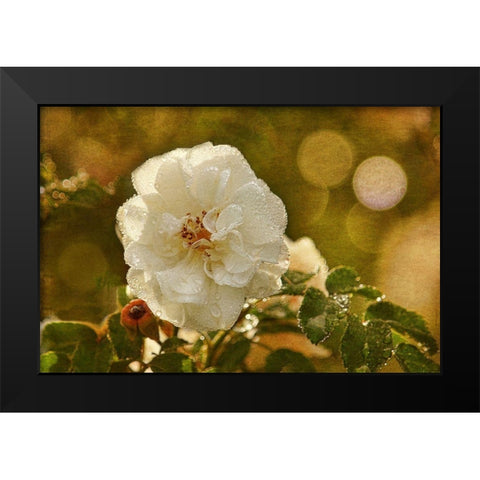 Adorned in Raindrops Black Modern Wood Framed Art Print by Robertson, Leda