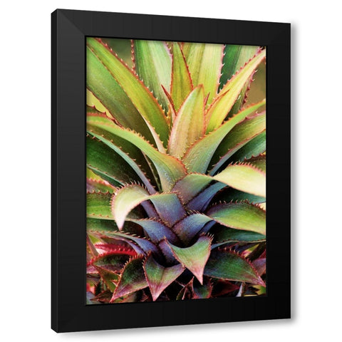 Spiny Succulent I Black Modern Wood Framed Art Print by Robertson, Leda